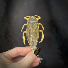 Giant Water Bug Stickpin