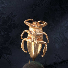 Giant Water Bug Stickpin