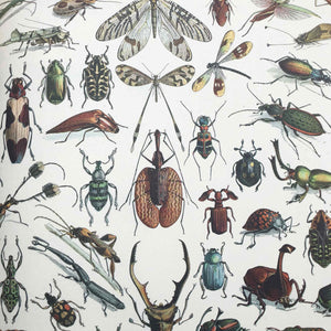 Gift Wrap with Natural History Prints
